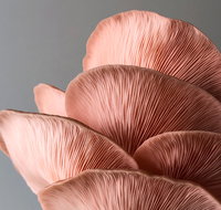 Mushroom Growing Masterclass - Australia Accommodation