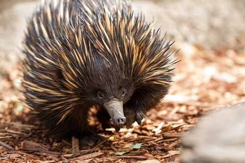 Aussie Wildlife Course - July/August/September - Australia Accommodation 0