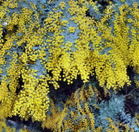 Australian Wattle Day  the Old Bus Depot Markets - Australia Accommodation