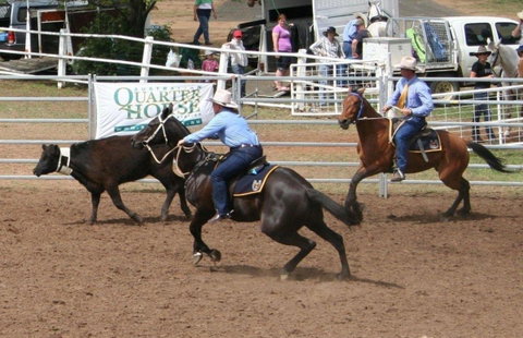 Dalgety Team Penning - Australia Accommodation 0