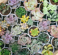 Indoor Plant Pop Up Event - Australia Accommodation
