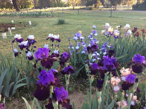 Riverina Iris Farm Open Garden And Iris Display - Australia Accommodation 0