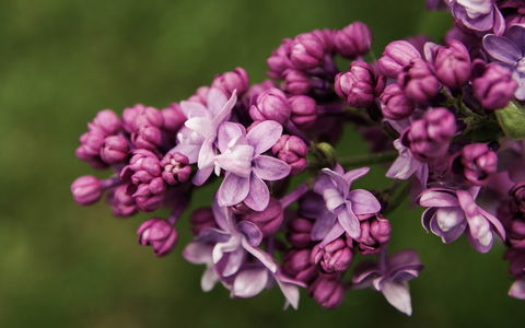 69th Annual Goulburn Lilac City Festival - Australia Accommodation 0