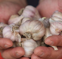 Armidale Farmers' Market - Australia Accommodation
