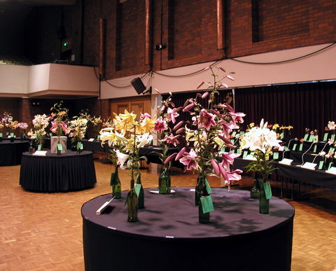 Burnie Lilium Show - Australia Accommodation 0