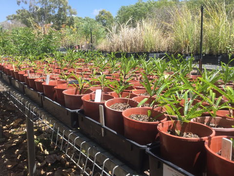 Conservation Volunteers Australia Townsville - Ocean View Nursery - Australia Accommodation 2