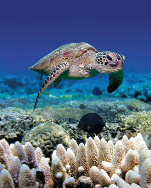 Great Adventures Green Island Ocean Swim - Australia Accommodation 2