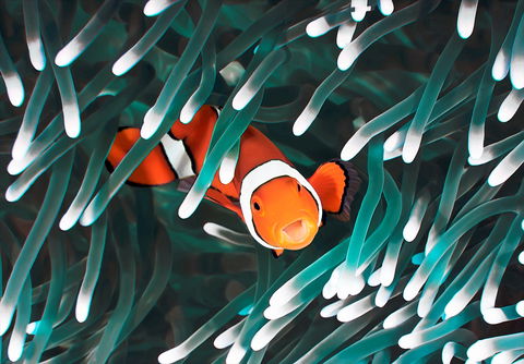 Great Barrier Reef Masters Games - Australia Accommodation 1