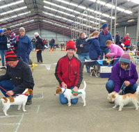 Hamilton Jack Russell Terrier and Hunting Dog Show - Australia Accommodation