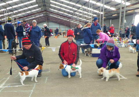 Hamilton Jack Russell Terrier And Hunting Dog Show - Australia Accommodation 0