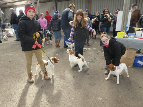 Hamilton Jack Russell Terrier And Hunting Dog Show - Australia Accommodation 1
