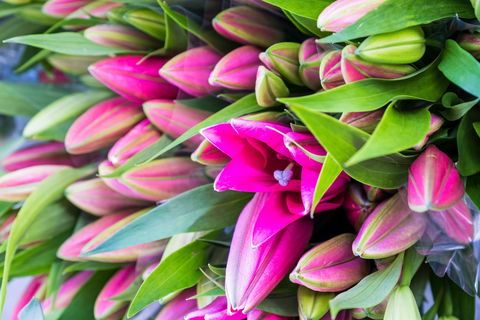 Harvest Launceston Community Farmers' Market - Australia Accommodation 0