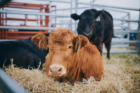 Mudgee Small Farm Field Days - Australia Accommodation 2