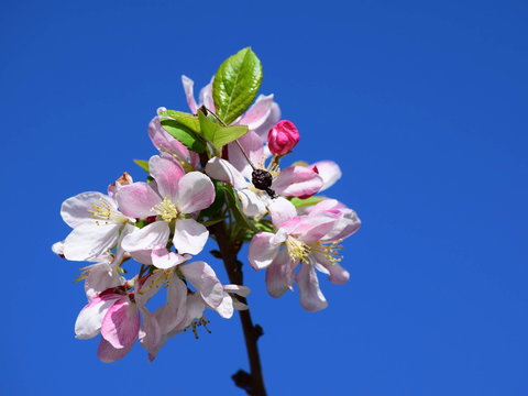 Spring Time At Hunter Valley Gardens - Australia Accommodation 0