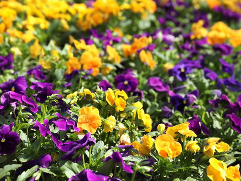 Spring Time At Hunter Valley Gardens - Australia Accommodation 2