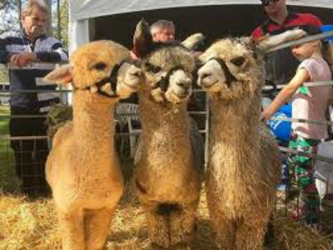 Tocal Field Days - Australia Accommodation 2