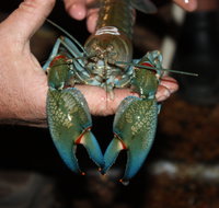 Windorah International Yabby Races - Postponed - Australia Accommodation