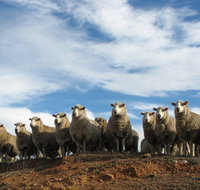 Annual Bredbo Sheep Dog Trials - Australia Accommodation