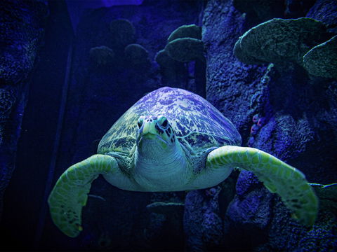 Sydney's Aquarium - Australia Accommodation 0