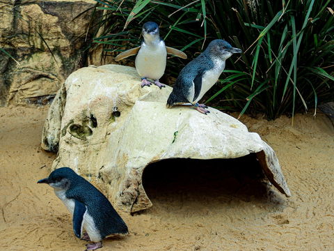 Sydney's Aquarium - Australia Accommodation 2