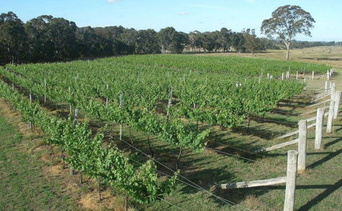 Yarralaw Springs Wines  - Cellar Door Wine Tasting - Australia Accommodation 1