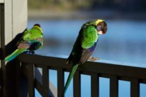 RAC Karri Valley Resort - Australia Accommodation 3