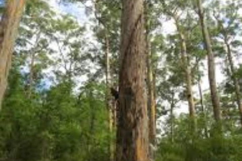 RAC Karri Valley Resort - Australia Accommodation 1