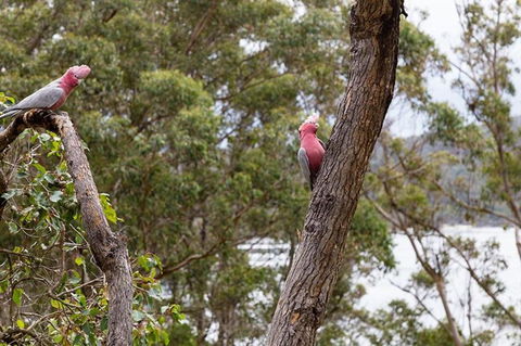 The Coombe On Wilson Inlet - Australia Accommodation 6