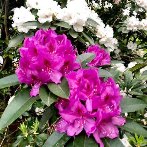 Aldgate Creek Cottage Bed & Breakfast - Australia Accommodation 5