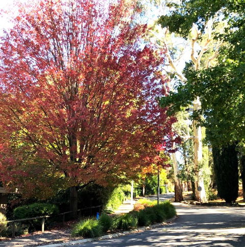 Aldgate Creek Cottage Bed & Breakfast - Australia Accommodation 2