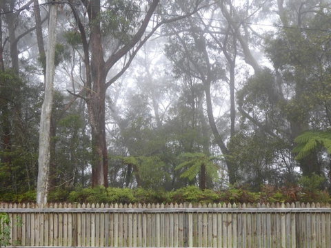 Buddha Cottage Springbrook - Australia Accommodation 6