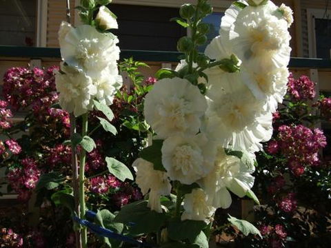 Nannup Riverview Cottage - Australia Accommodation 2