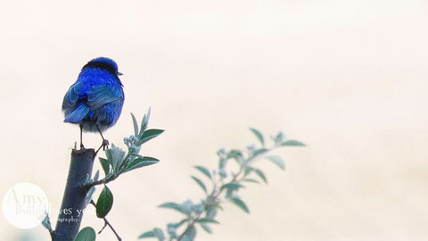 Tegwan's Nest - Australia Accommodation 1