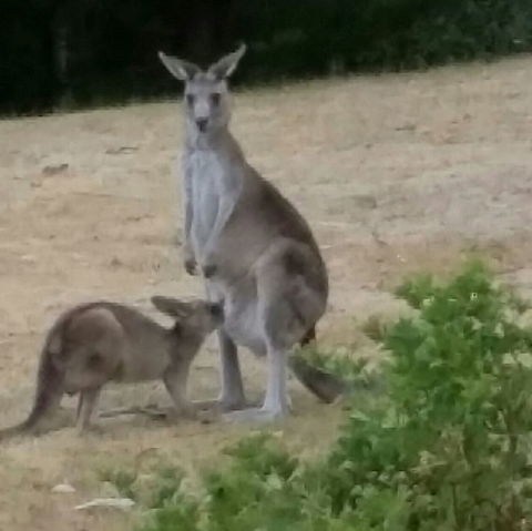 Jarrah Lodge - Australia Accommodation 0