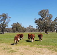 Jindera Park - Australia Accommodation