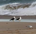 Baillieu Breeze - Australia Accommodation