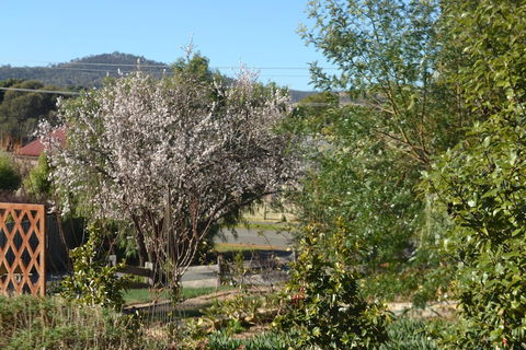 Mulberry Cottage B&B - Australia Accommodation 3