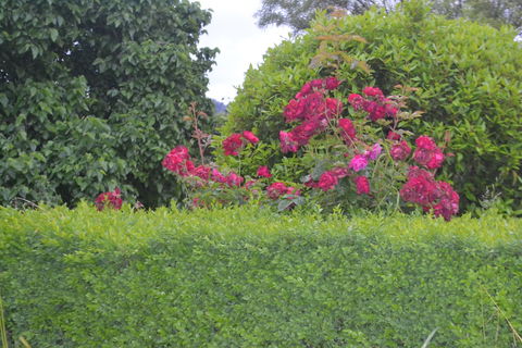 Mulberry Cottage B&B - Australia Accommodation 1