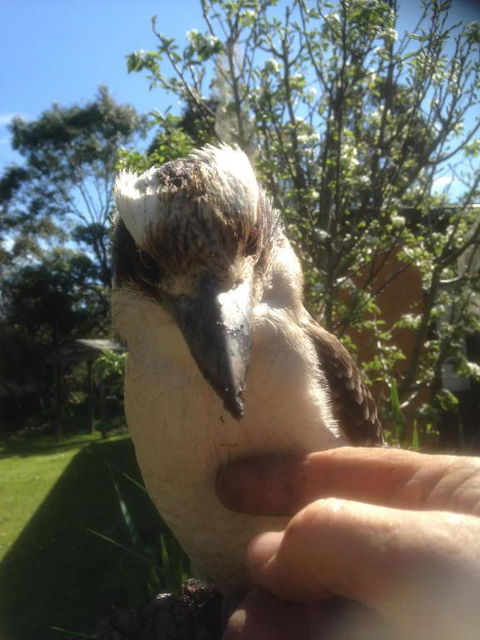 Mud Hollow Barn - Australia Accommodation 1