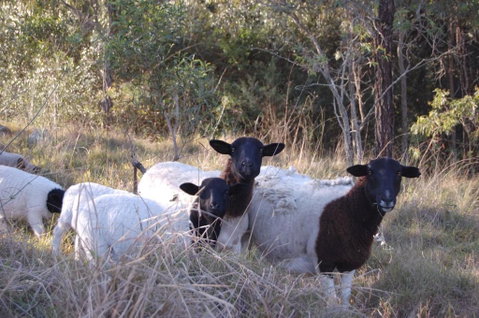 Cadair Cottages - Australia Accommodation 1