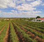 Barossa Valley Lyndoch - Australia Accommodation