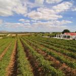 Barossa Valley Lyndoch - Australia Accommodation 0
