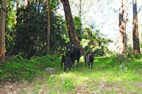 Alcheringa Cottage - Australia Accommodation 4