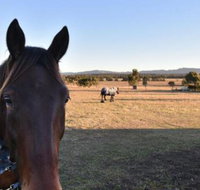 Clydesdale Cottage on Talga with real Clydesdale Horses - Australia Accommodation
