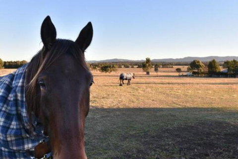 Clydesdale Cottage On Talga With Real Clydesdale Horses - Australia Accommodation 0