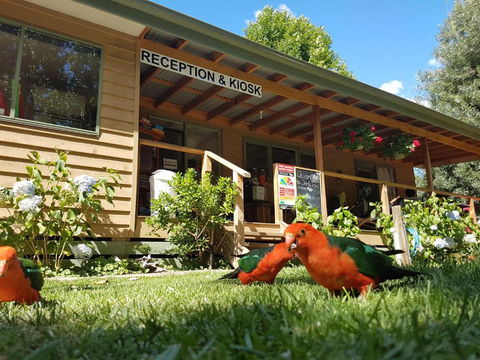 Jamieson Caravan Park - Australia Accommodation 4