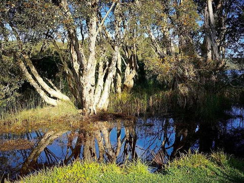 Wisteria Cottage On The Lagoon / Beach - Australia Accommodation 4