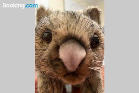 SKY GARDENS SUNSET RIVER VIEW NETFLIX WINE PARKING - Australia Accommodation 6