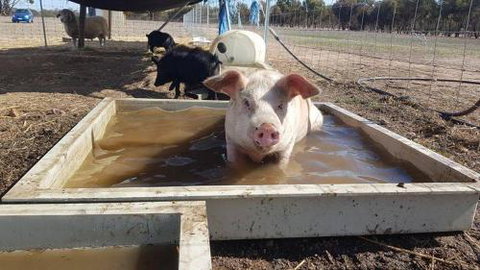 A Better Life Animal Sanctuary FarmStay Private Two Bedrooms Lounge Room & Bathroom & Toilet Shared Kitchen - Australia Accommodation 2