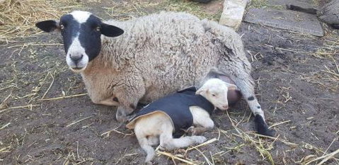 A Better Life Animal Sanctuary FarmStay Private Two Bedrooms Lounge Room & Bathroom & Toilet Shared Kitchen - Australia Accommodation 1